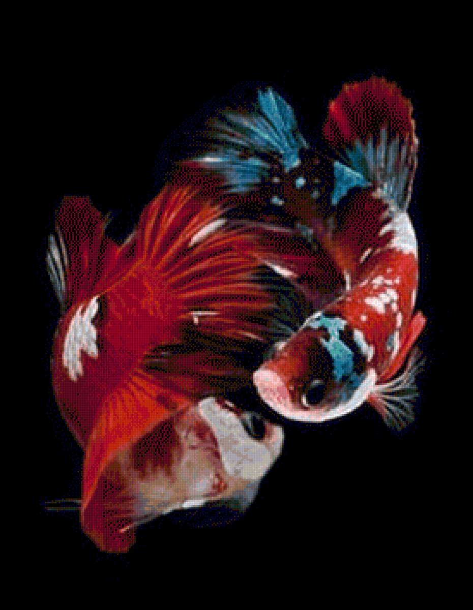 Koi Fish - fish - предпросмотр