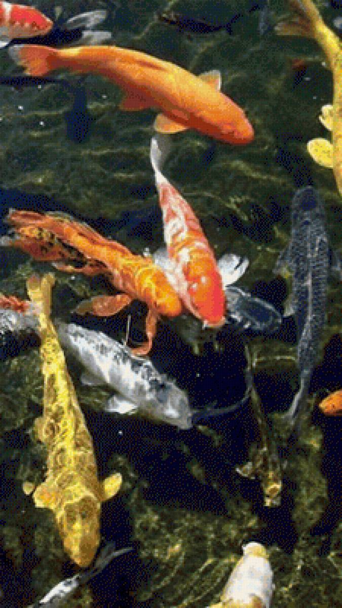 Koi Fish - fish - предпросмотр