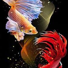 Betta Fish