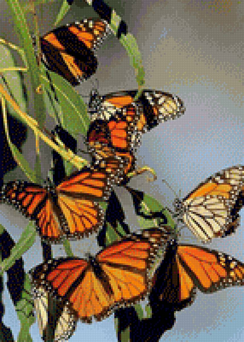 Butterflies - butterflies - предпросмотр
