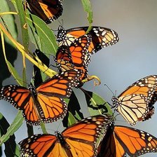 Схема вышивки «Butterflies»