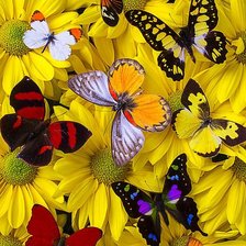 Схема вышивки «Flower and Butterflies»
