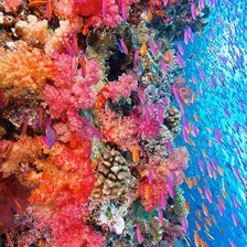 Схема вышивки «Fish and Corals»