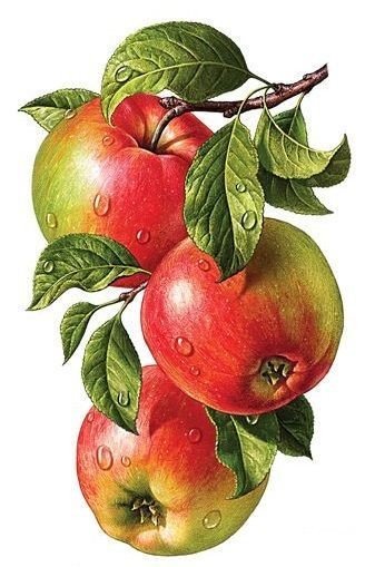 Яблоки - фрукты, яблоки, иллюстрация - оригинал