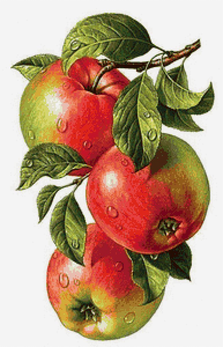 Яблоки - яблоки, фрукты, иллюстрация - предпросмотр