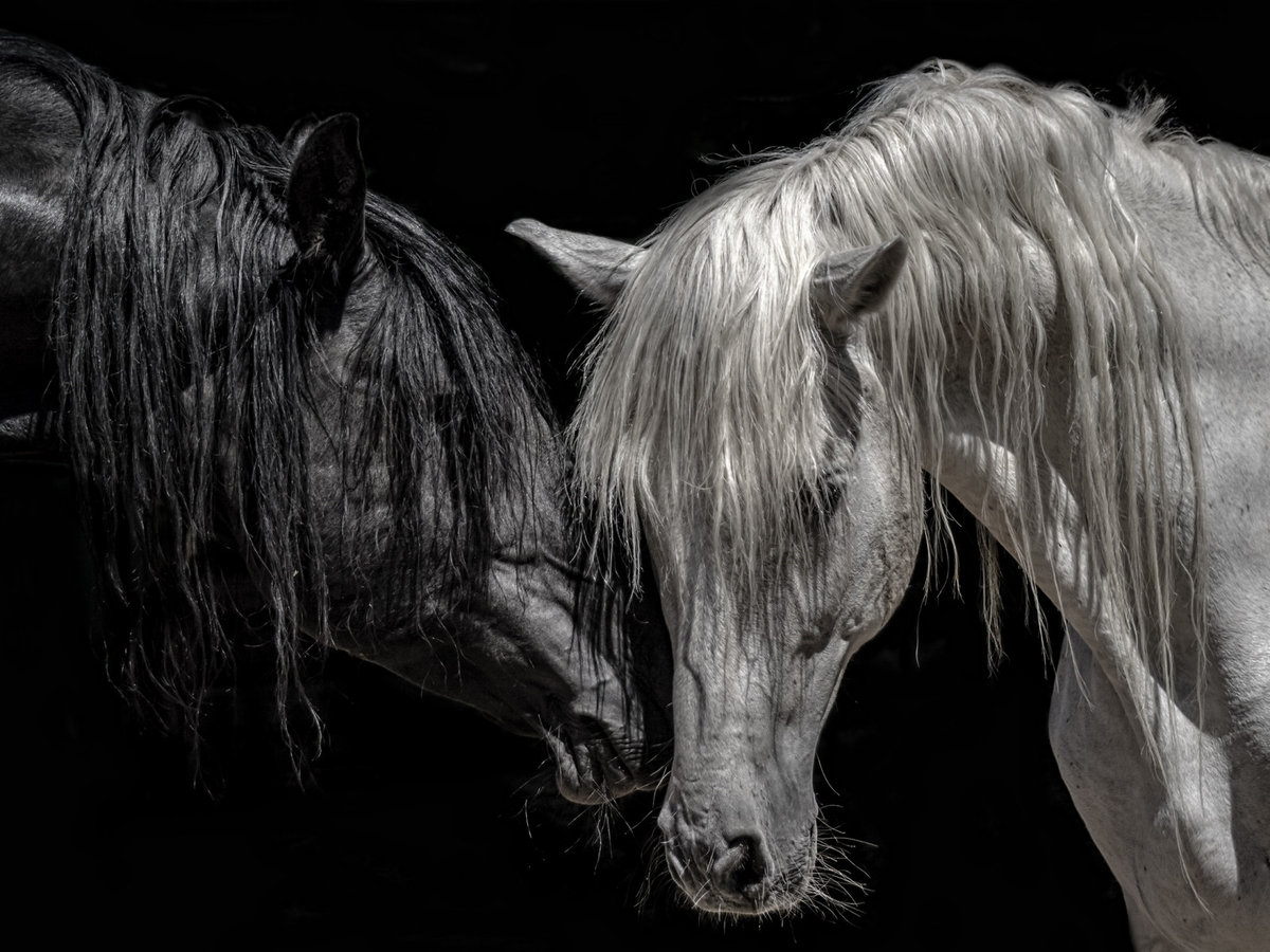 Лошадки - пара, темный фон, лошади - оригинал