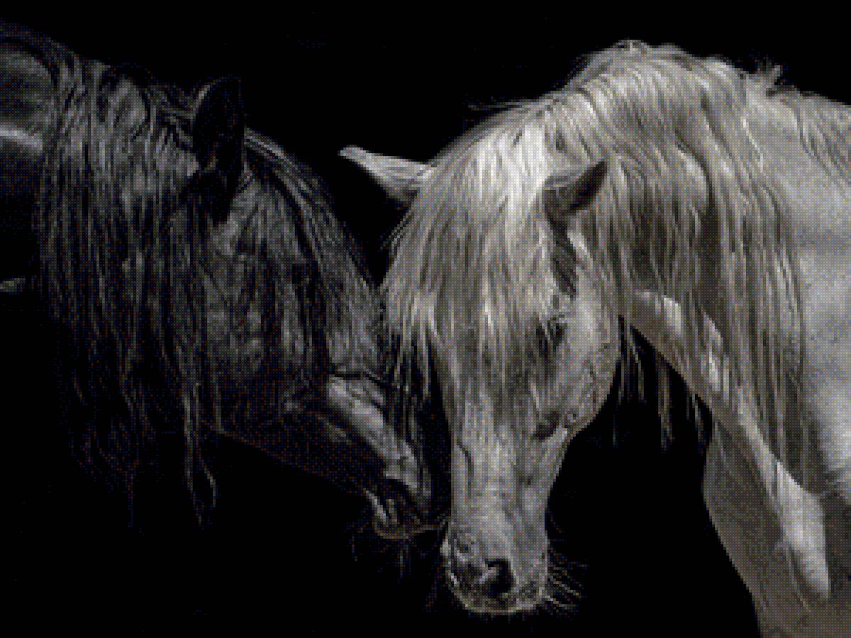 Лошадки - пара, темный фон, лошади - предпросмотр
