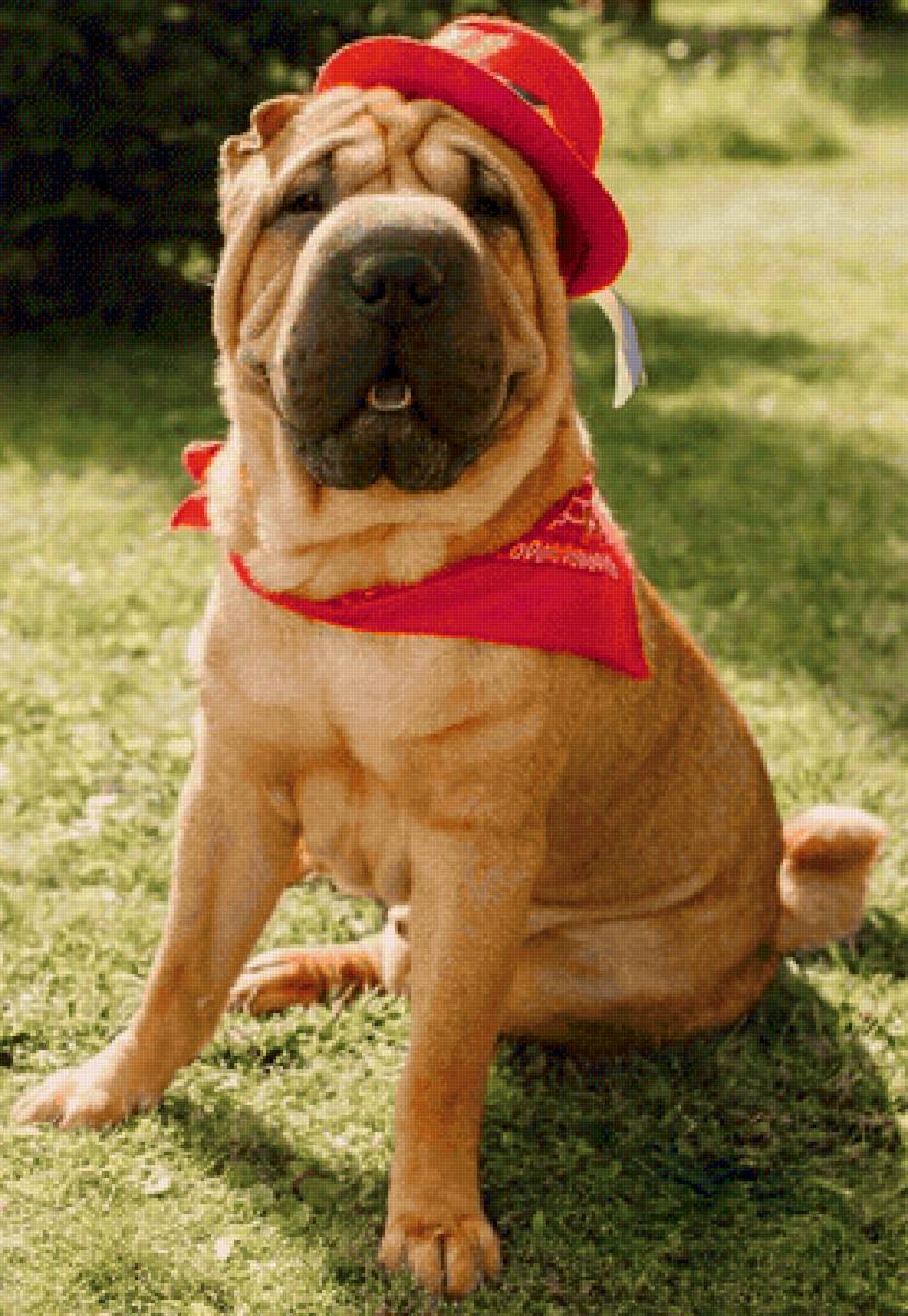 тима - собака - предпросмотр