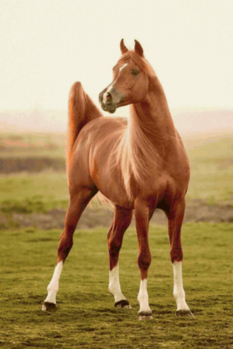 Cavalo ,árabe. - animais. - предпросмотр