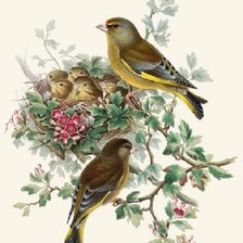 Схема вышивки «Pássaros.»