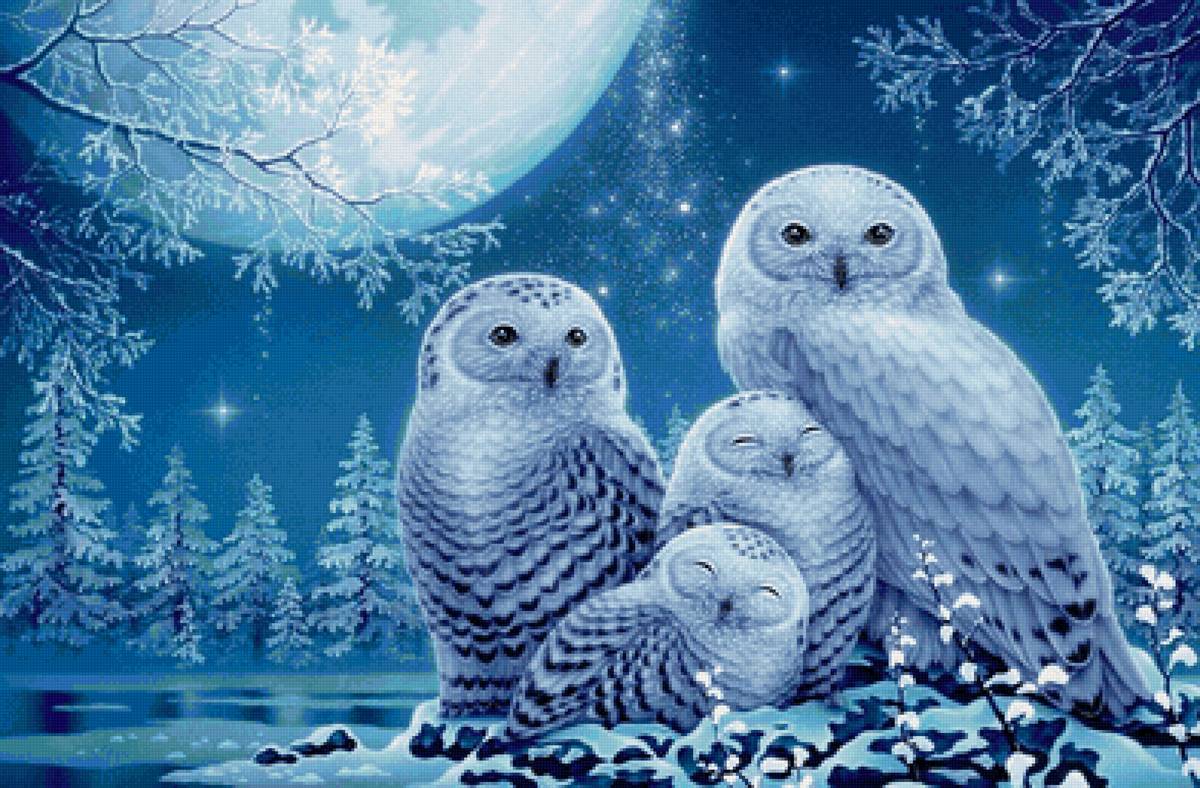 Afamilha de corujas. - pássaro - предпросмотр