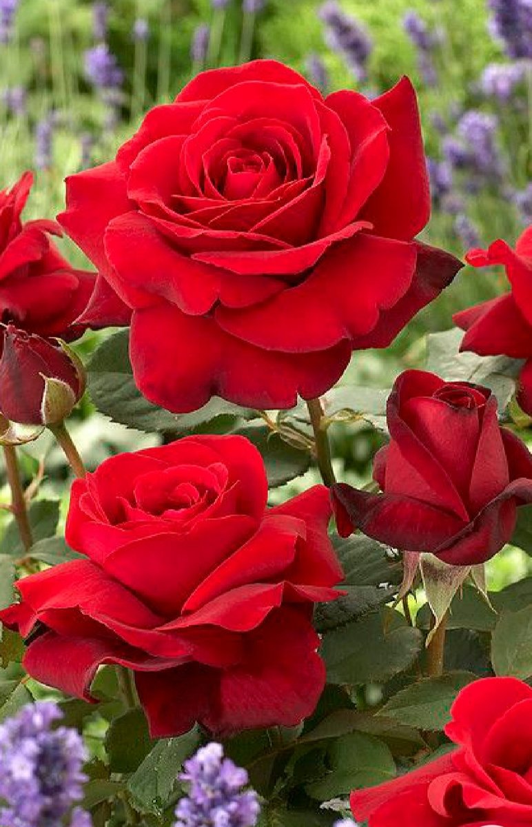 Краснве - оригинал