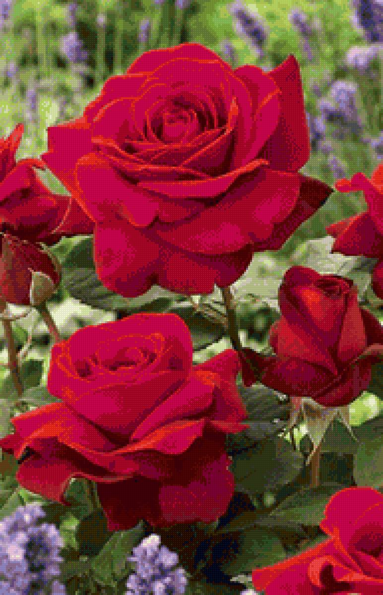 Краснве - предпросмотр