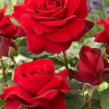 Схема вышивки «Краснве»