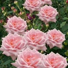 Схема вышивки «Кремовые»