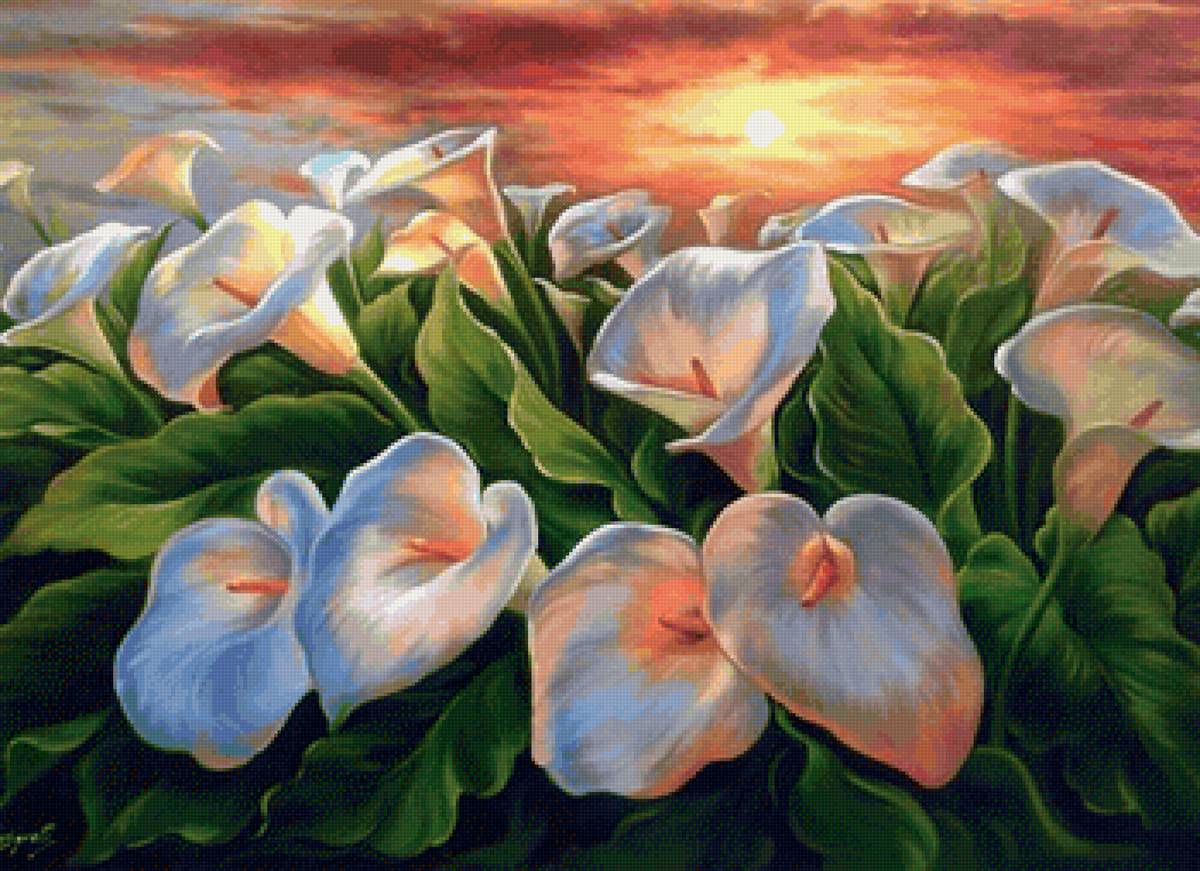 Калы - цветы, закат - предпросмотр