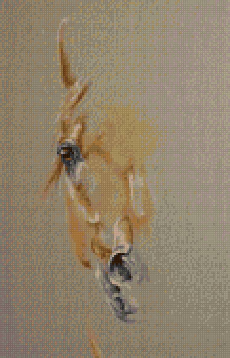 horse 3 - предпросмотр