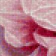 Предпросмотр схемы вышивки «розы» (№2240214)