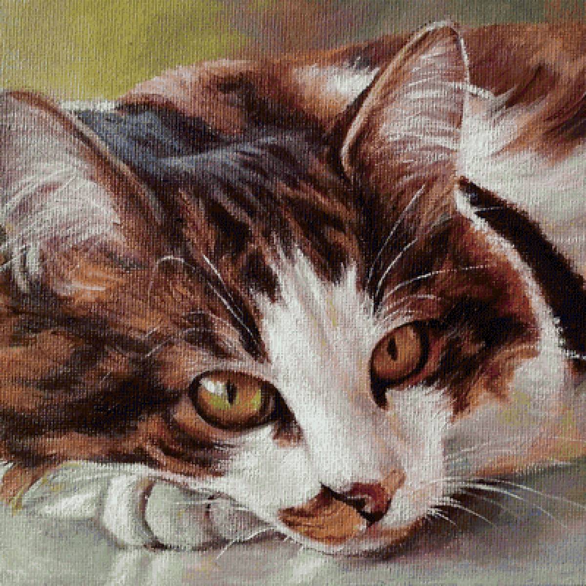 котейка - кот - предпросмотр