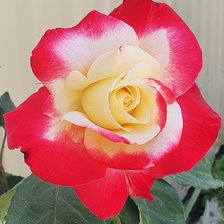 Схема вышивки «КРАСНАЯ РОЗА»