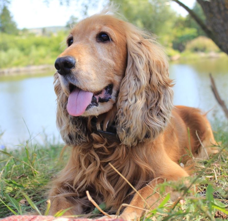 Кокер английский - оригинал