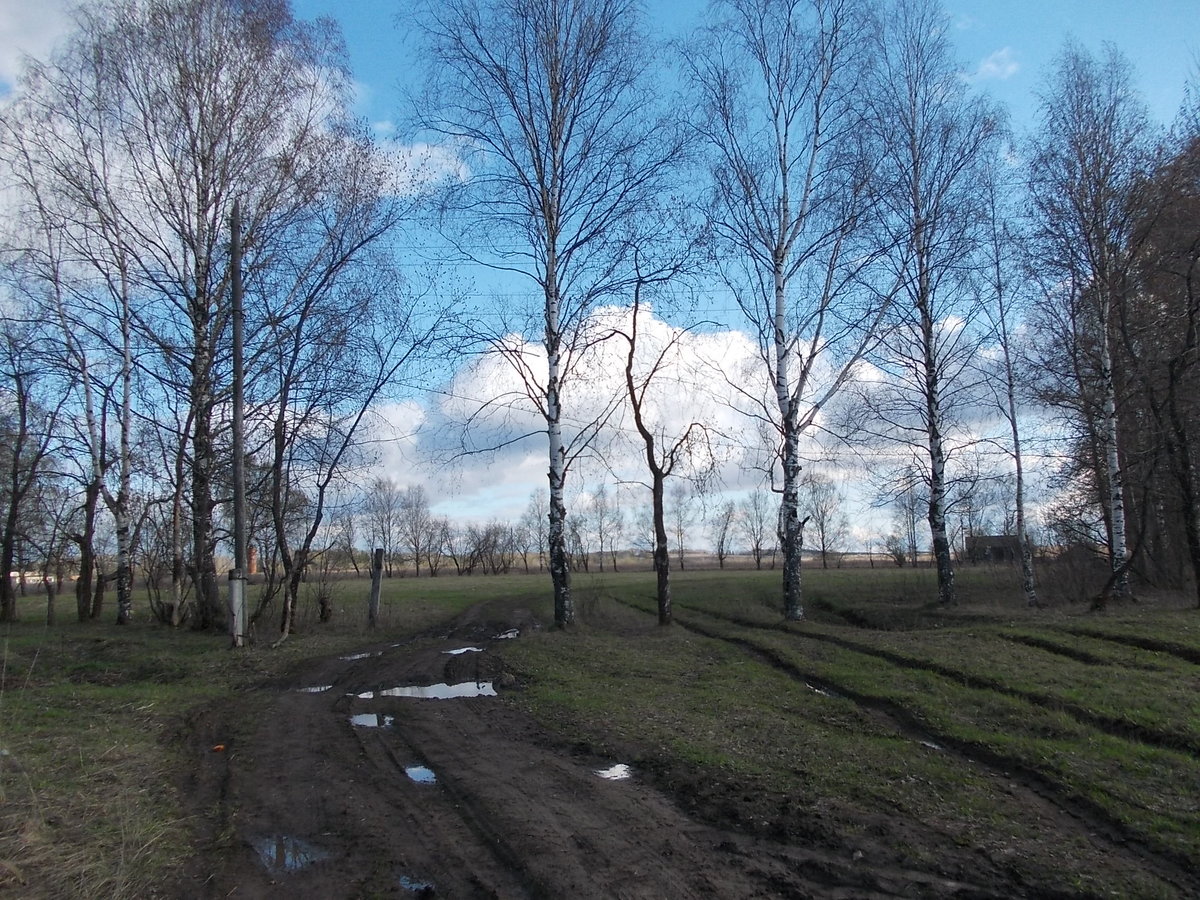 весна - тропинка, фото, весна, деревья, пнк - оригинал