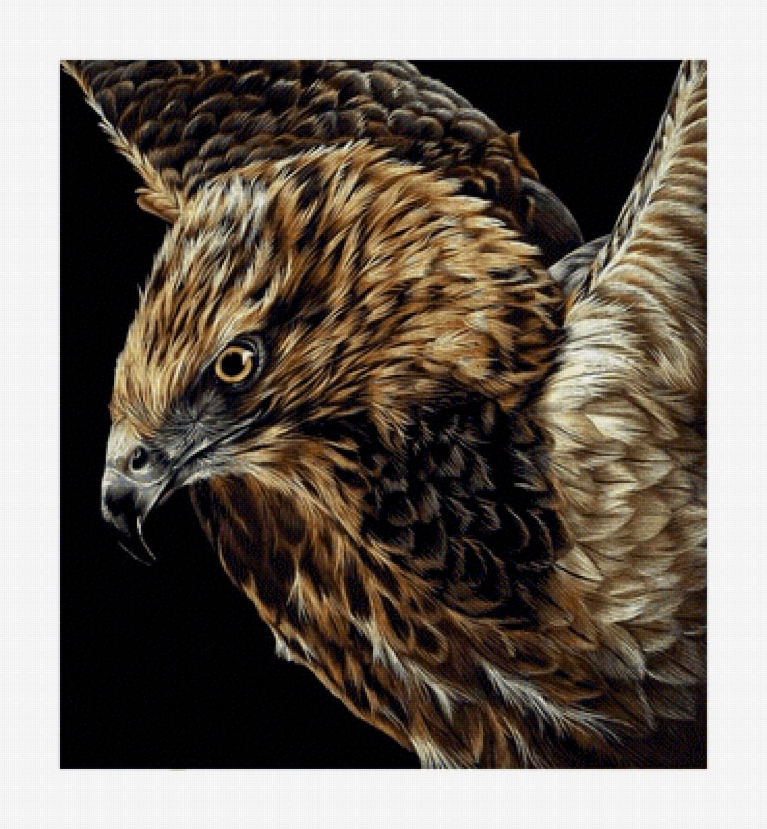 Взгляд хищника. - орел, птица, взгляд, хищник - предпросмотр