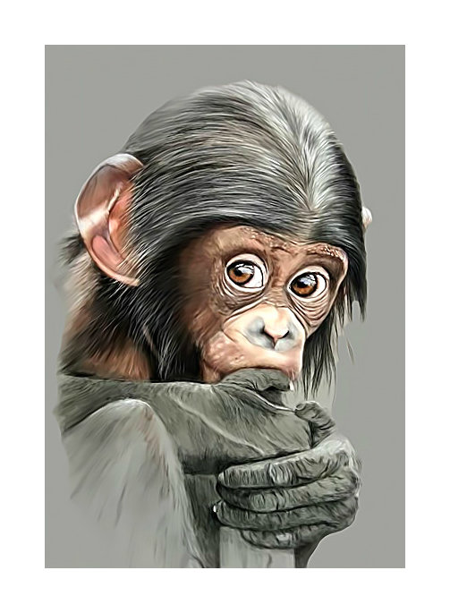 Обезьянка) - приматы, животные, обезьянка - оригинал