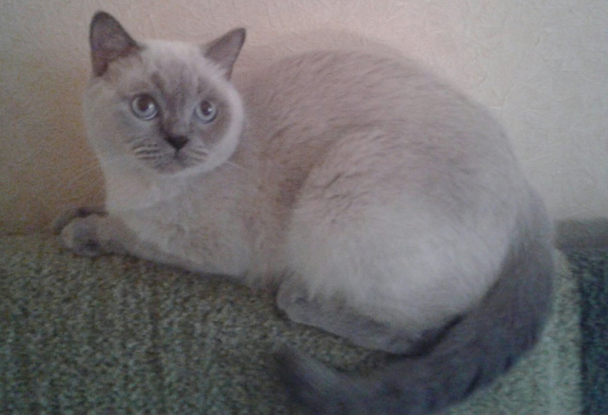 Кошка - кошка - оригинал