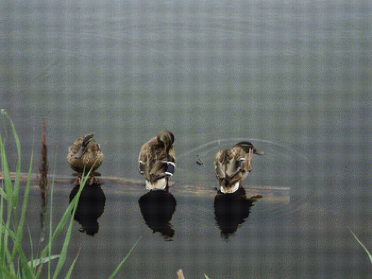 утки - природа, утки, пнк, лето, озеро, фото - предпросмотр