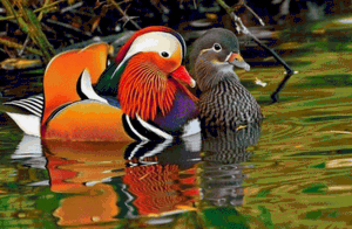 Уточки Мандаринки. - птицы, утки? - предпросмотр