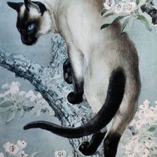 Сиамка на прогулке