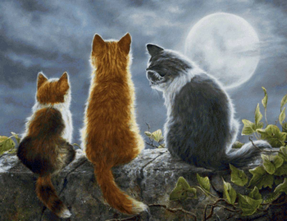 Магия луны - ночь, кот, луна - предпросмотр