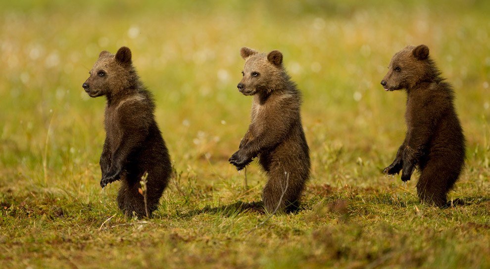 три медведя - природа, лето, пнк, фото, медведи - оригинал