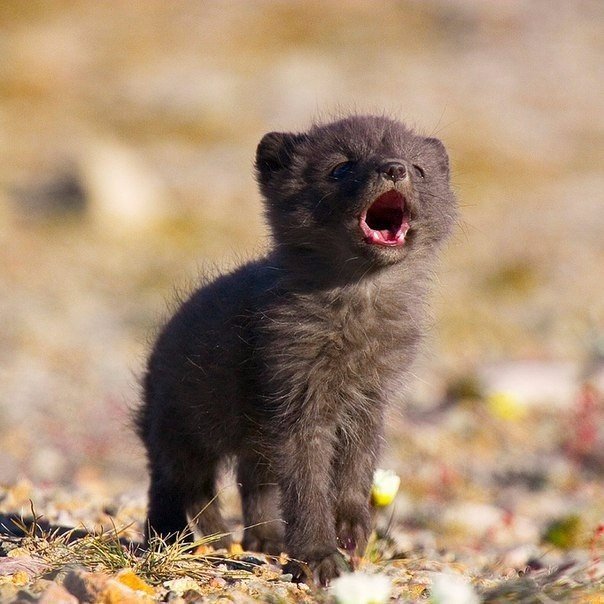 зов предков - пнк, животные, фото, песец, тундра - оригинал