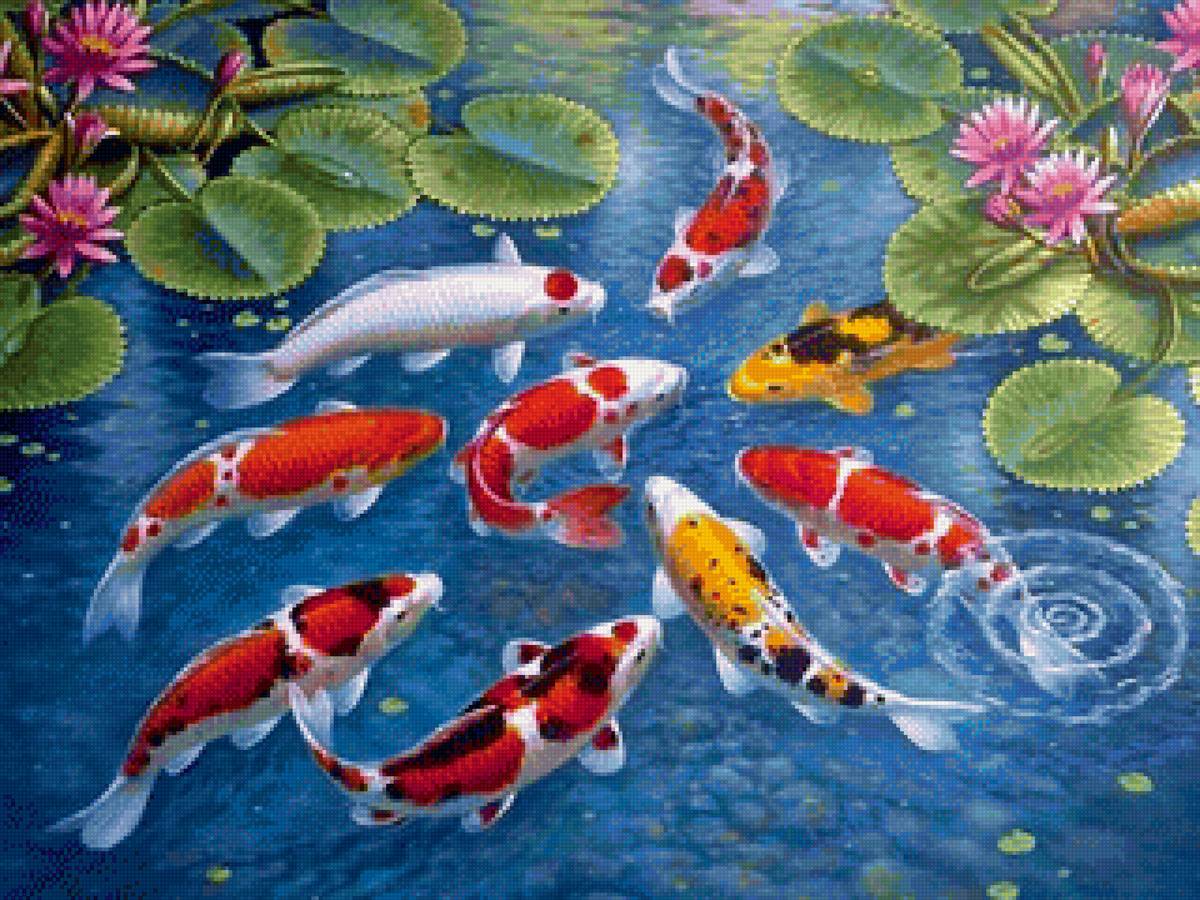 Карпы Кои - 9 карпов, 9 рыб, карпы, рыбы, удача - предпросмотр