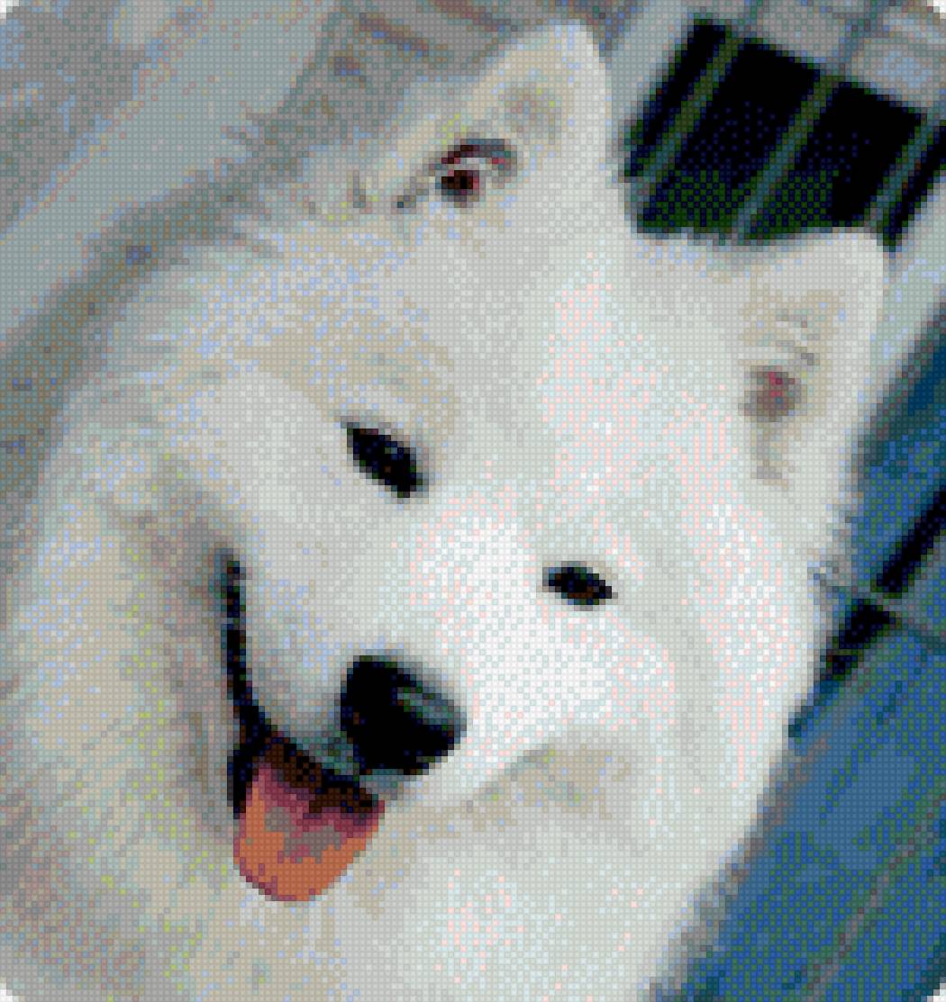 Самоед - собака - предпросмотр