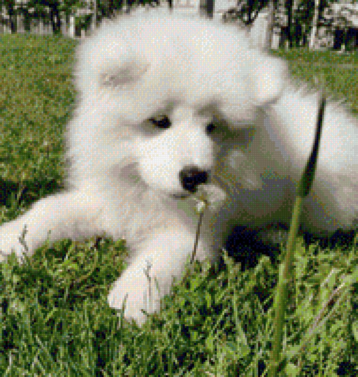 Собака самоед - собака - предпросмотр