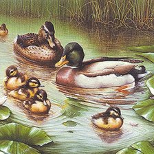 Схема вышивки «patos»