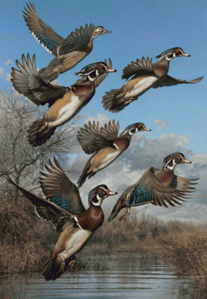 patos - naturaleza - предпросмотр