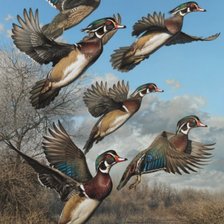 Схема вышивки «patos»