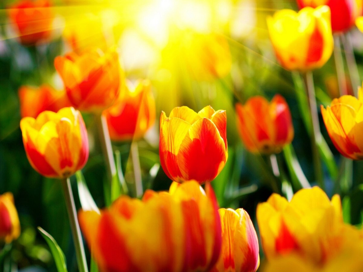 Тюльпаны - цветы, солнце - оригинал