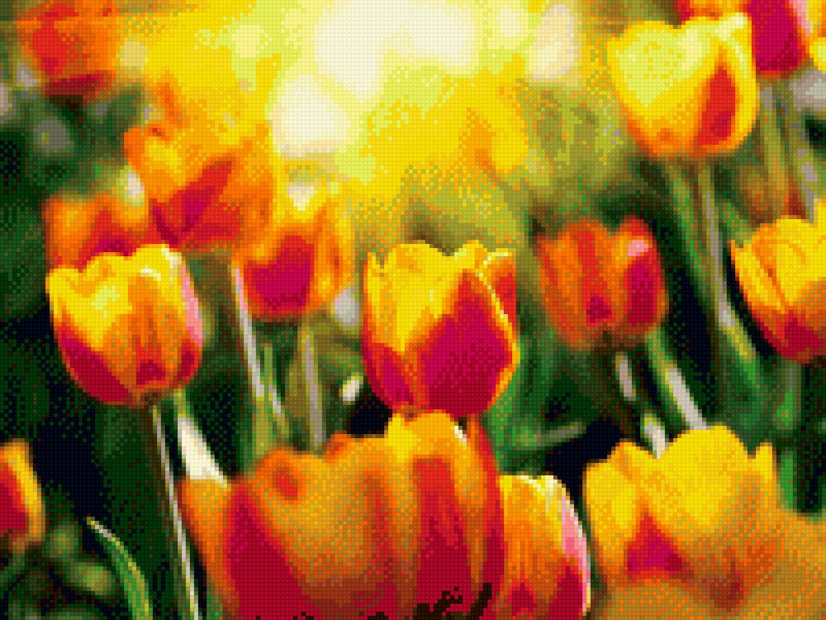 Тюльпаны - цветы, солнце - предпросмотр