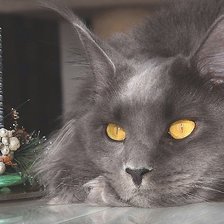 Схема вышивки «котэ»