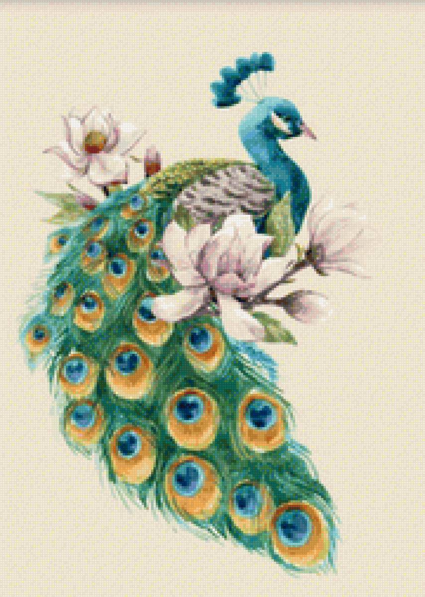 Павлин - магнолия, птицы, павлин - предпросмотр