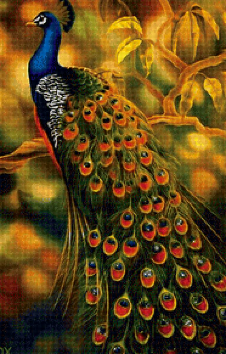 Павлин - птицы, павлин - предпросмотр