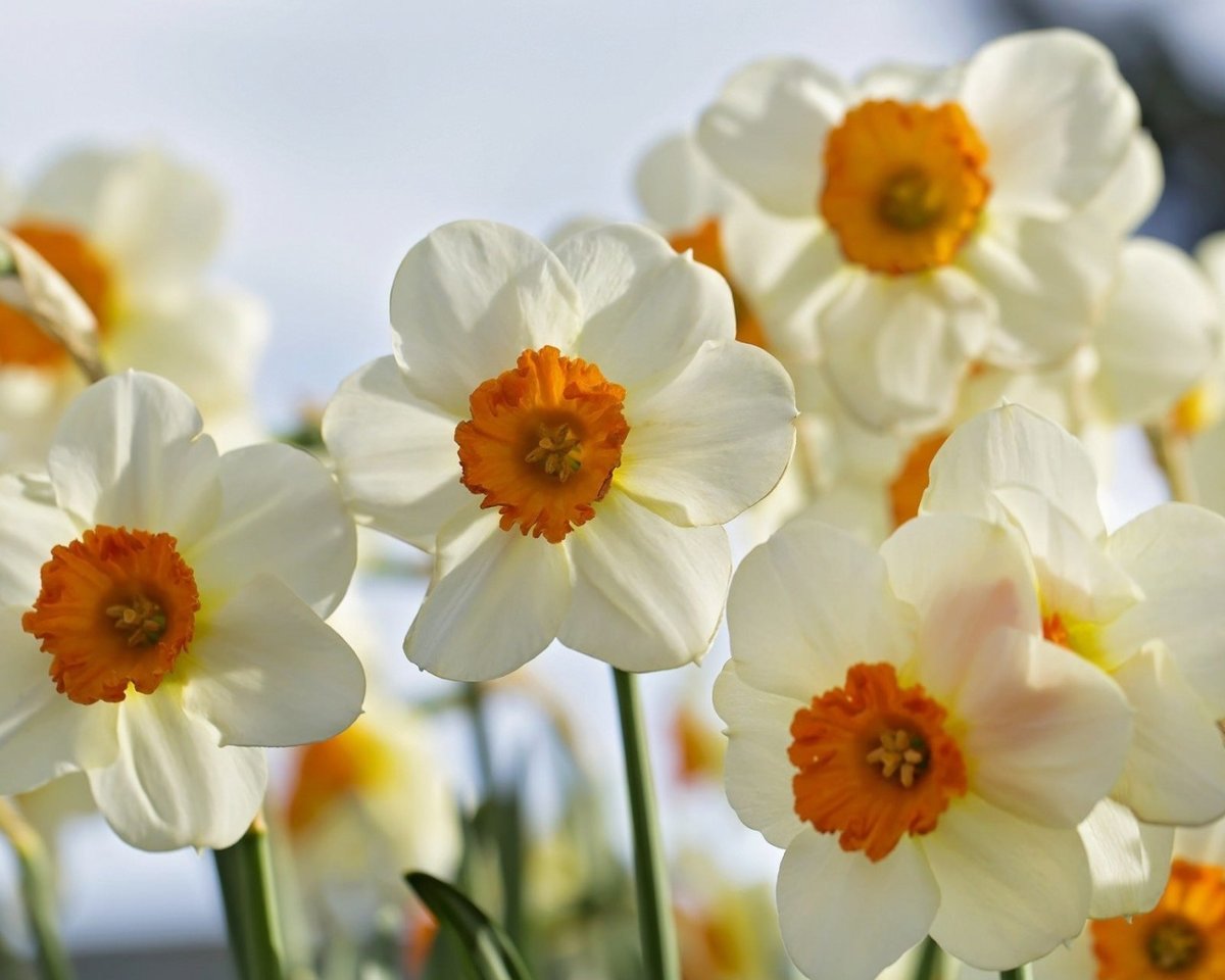 Нарцисс - утро, цветы - оригинал