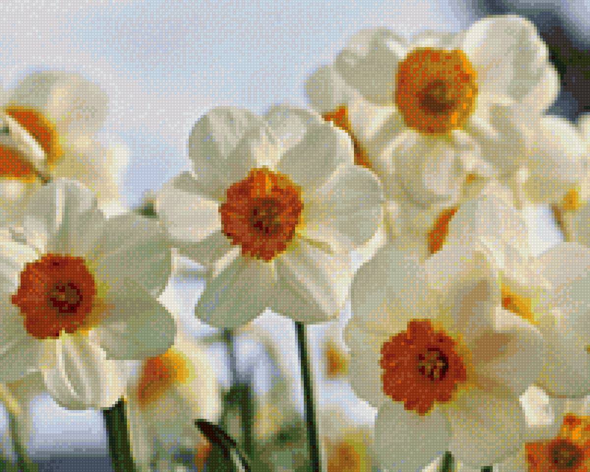 Нарцисс - цветы, утро - предпросмотр