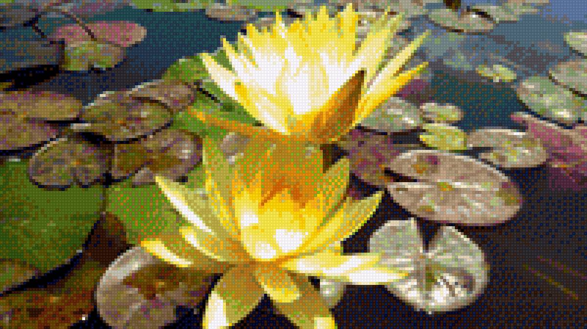 Кувшинка - лилия - предпросмотр