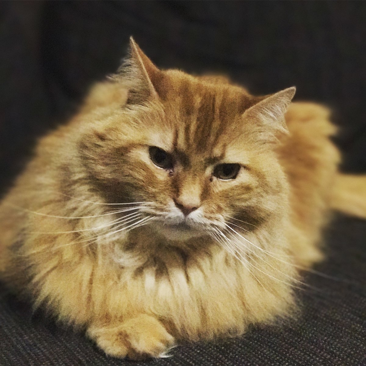 Бонифаций - кот, рыжий кот - оригинал